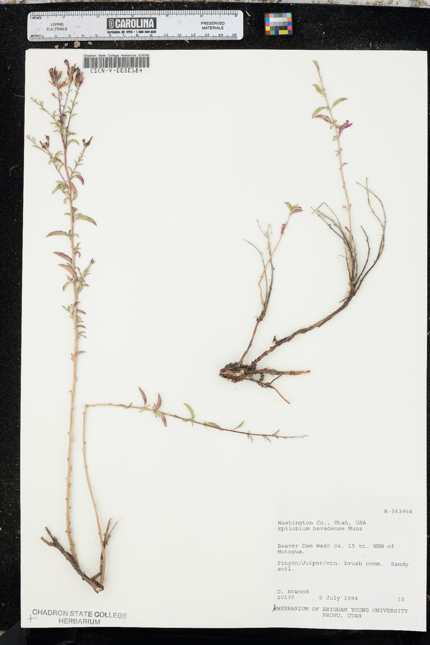 Epilobium nevadense image