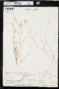 Epilobium brachycarpum image