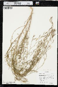 Epilobium brachycarpum image