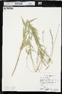 Oenothera curtiflora image