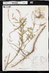 Oenothera curtiflora image