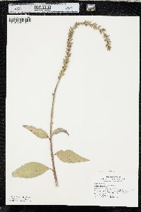 Oenothera curtiflora image