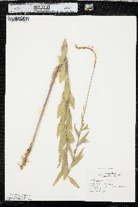 Oenothera curtiflora image