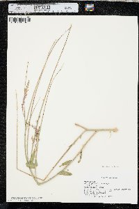 Oenothera curtiflora image