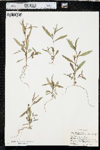 Ludwigia decurrens image