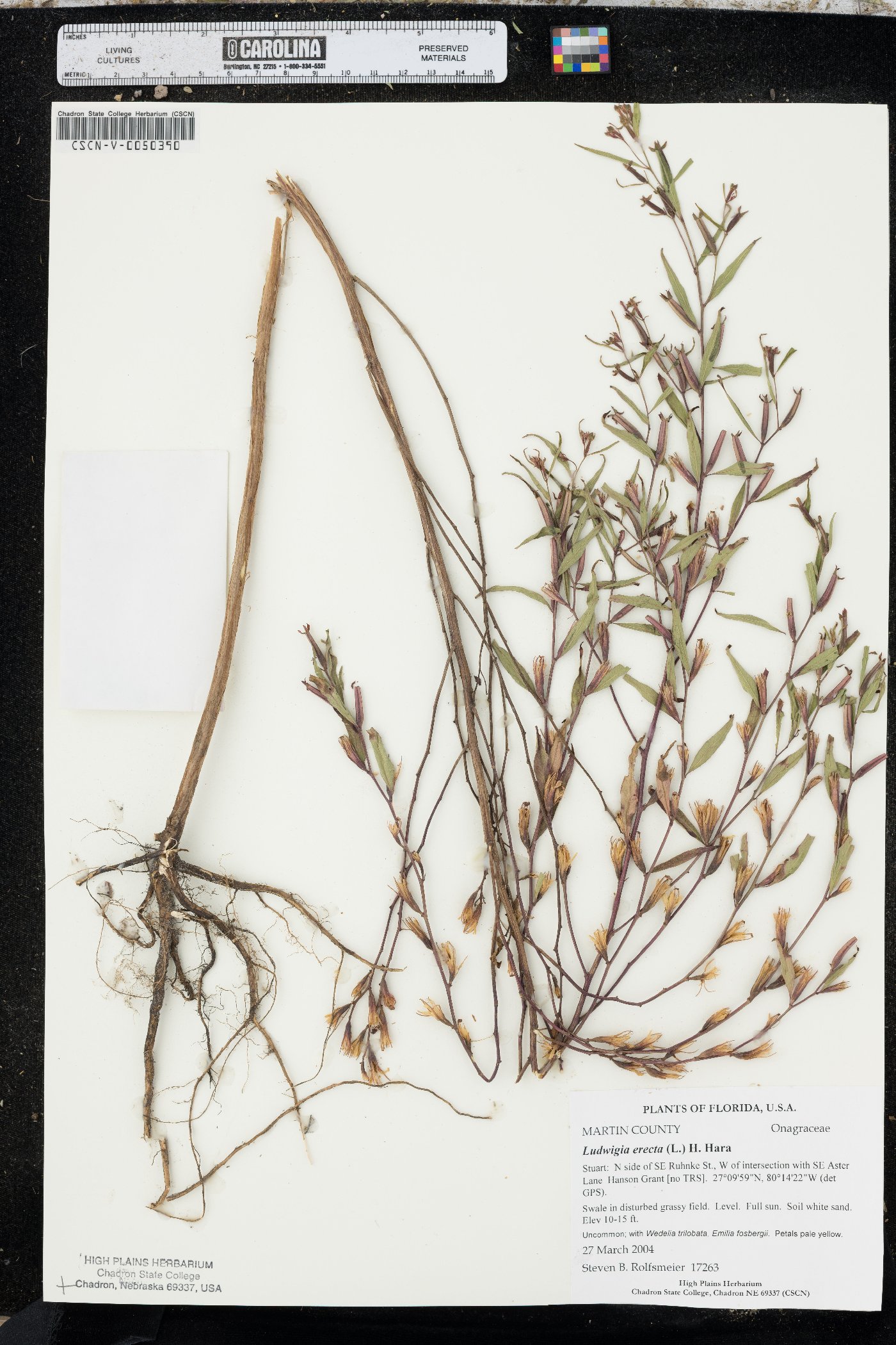 Ludwigia erecta image