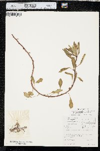 Ludwigia peploides subsp. glabrescens image