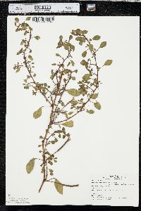 Ludwigia peploides subsp. glabrescens image