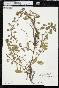 Ludwigia peploides subsp. glabrescens image