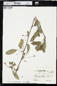 Ludwigia peploides image