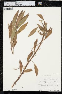 Ludwigia grandiflora subsp. hexapetala image