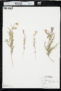 Oenothera albicaulis image