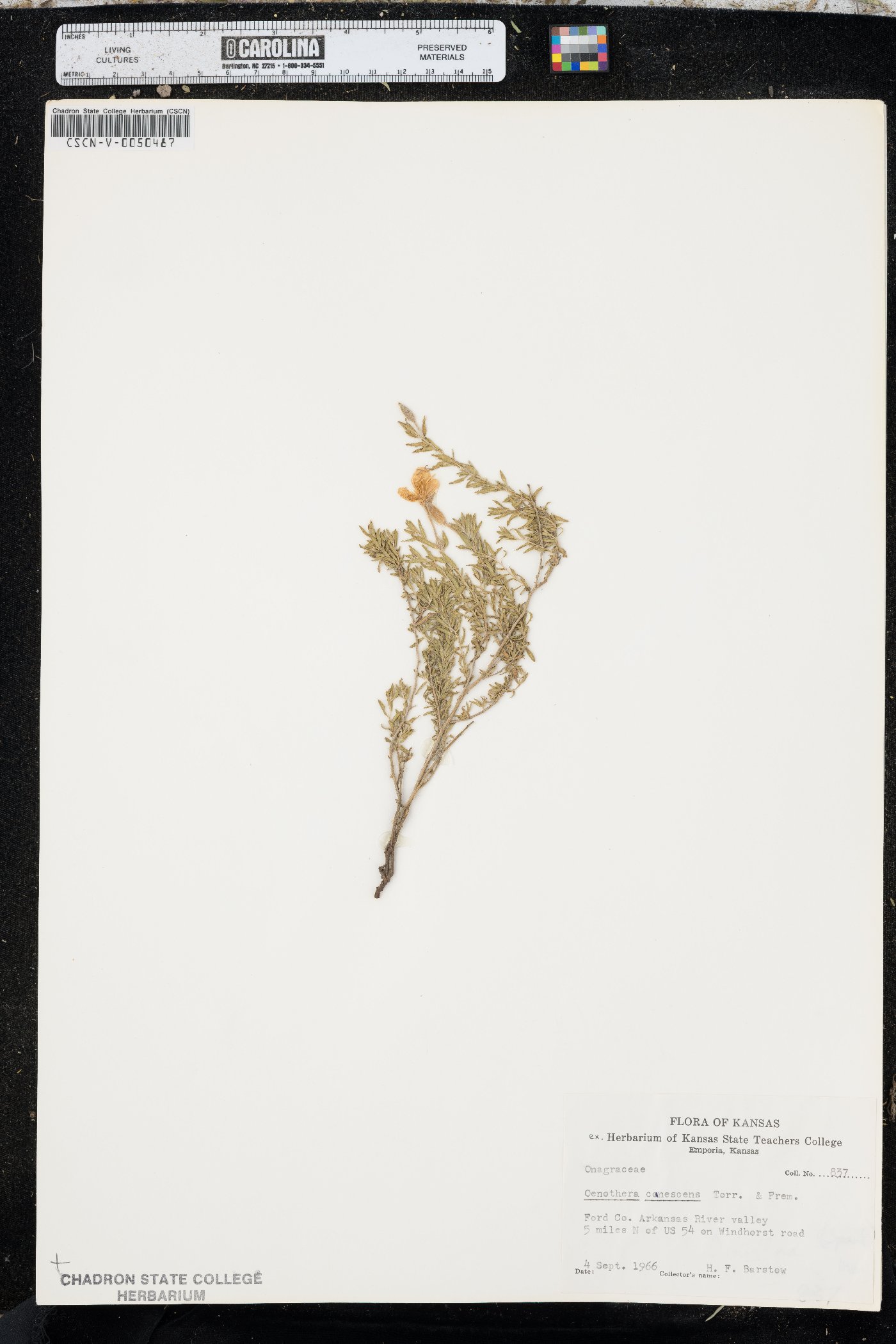 Oenothera canescens image