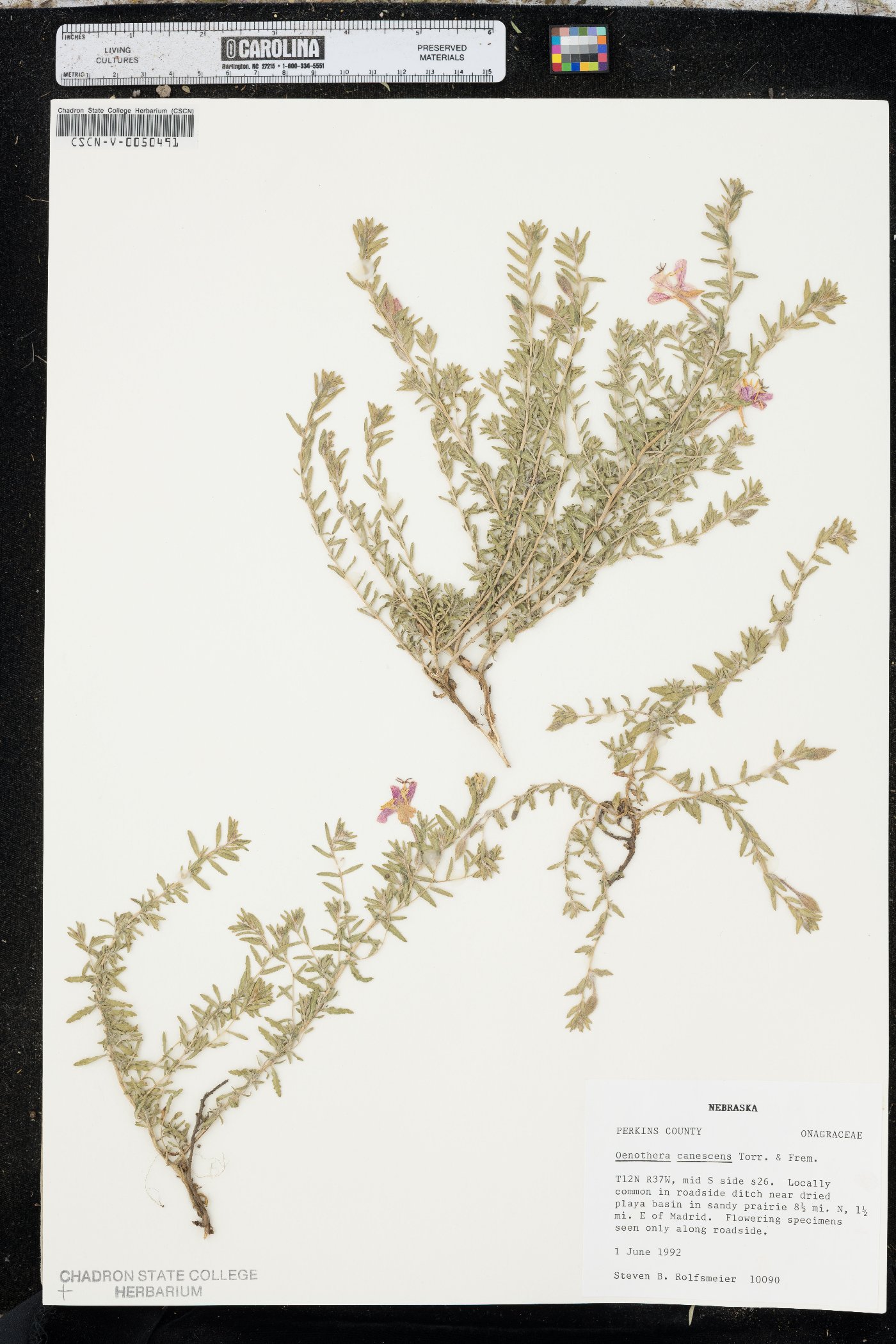 Oenothera canescens image