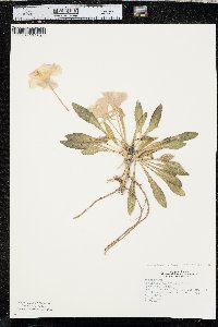 Oenothera cespitosa var. cespitosa image