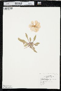 Oenothera cespitosa image