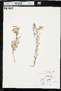 Oenothera coronopifolia image