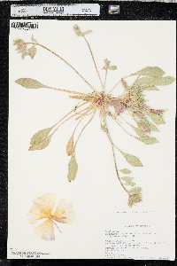 Oenothera deltoides subsp. ambigua image