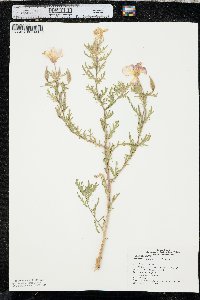 Oenothera grandis image