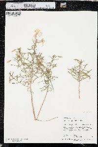 Oenothera pallida image