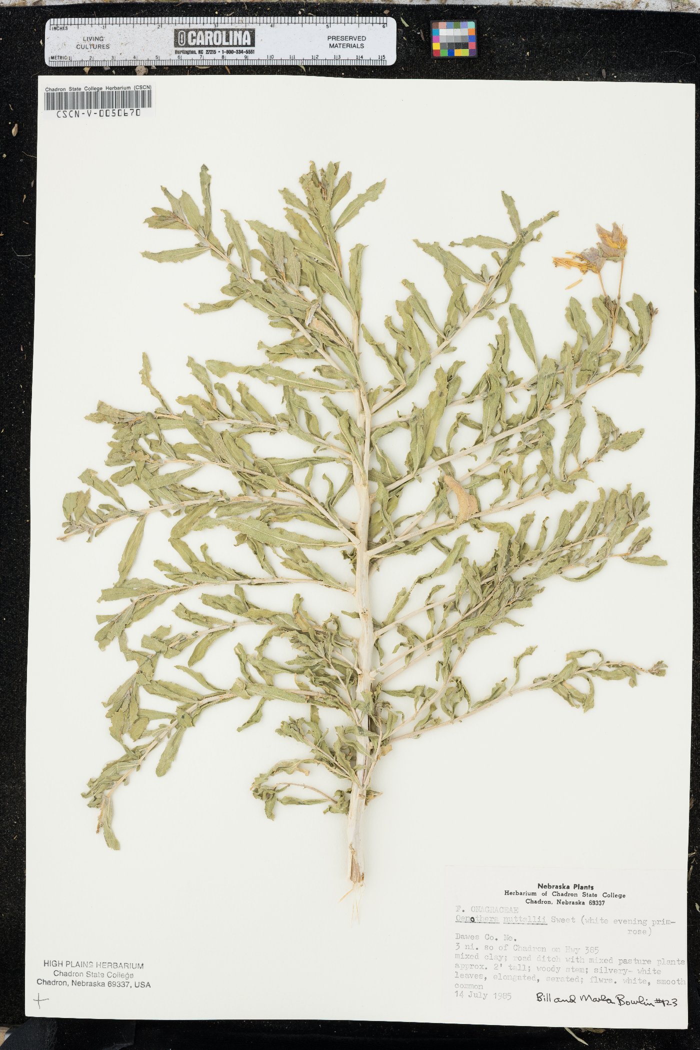 Oenothera nuttallii image
