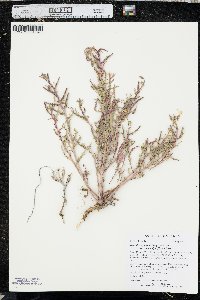 Oenothera pallida image