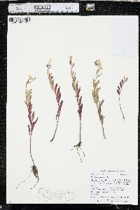 Oenothera perennis image