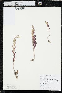 Oenothera perennis image