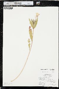 Oenothera villosa subsp. strigosa image