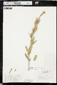 Oenothera villosa image