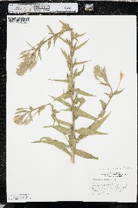 Oenothera villosa image