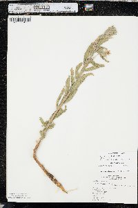 Oenothera villosa image