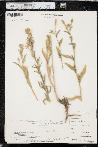 Oenothera villosa image