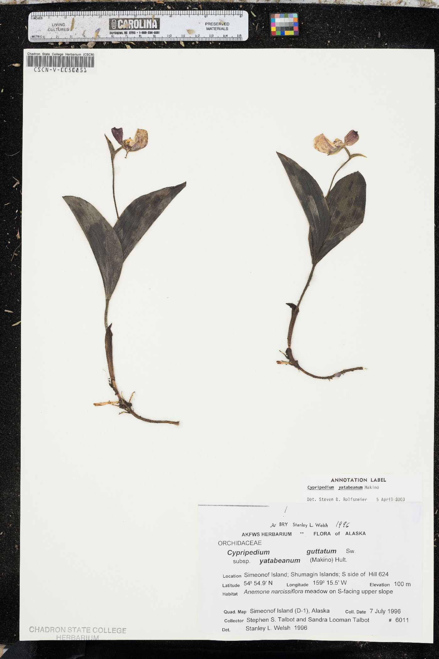 Cypripedium yatabeanum image