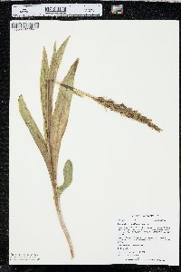 Platanthera aquilonis image