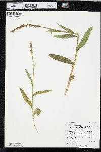 Platanthera dilatata var. albiflora image
