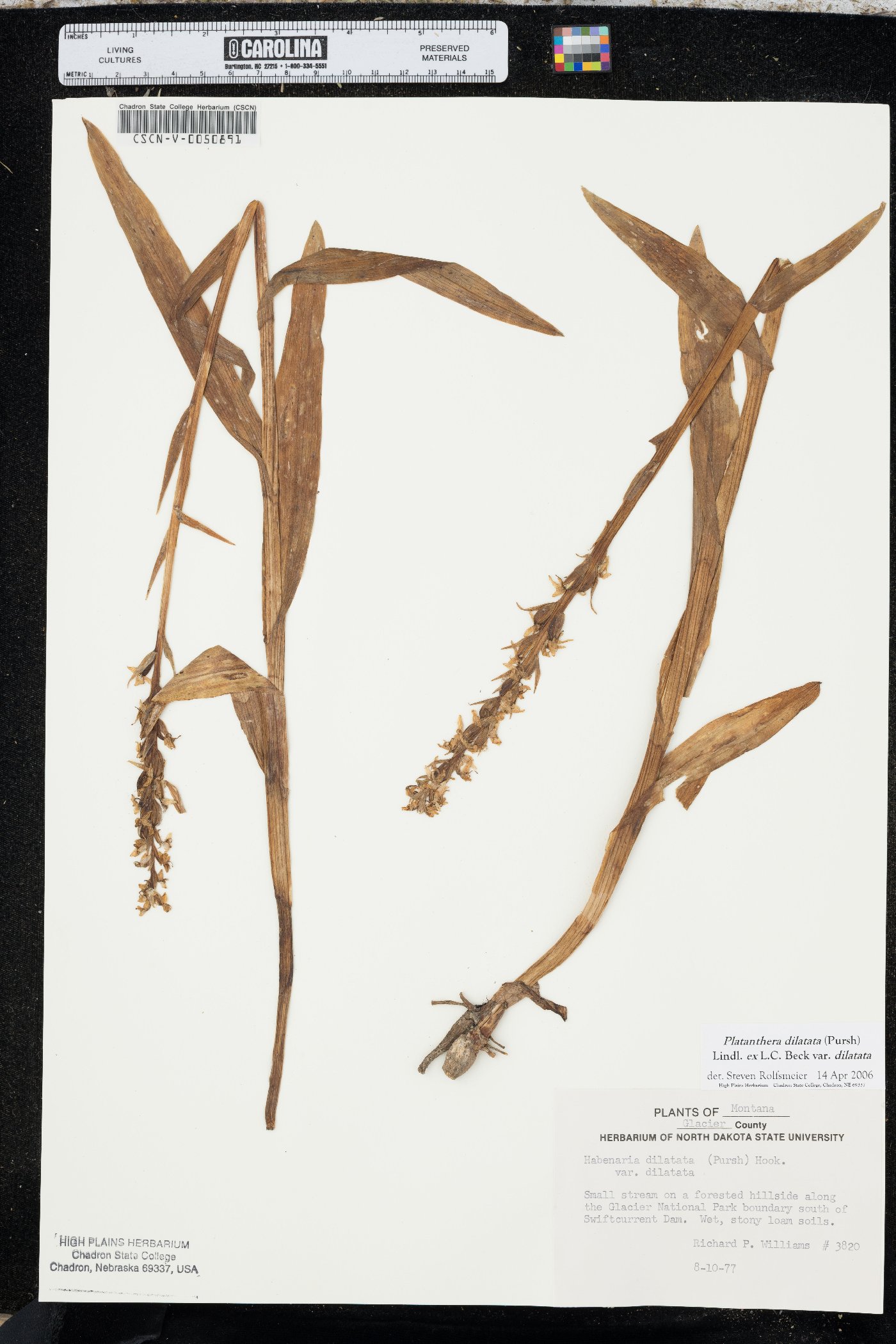 Platanthera dilatata var. dilatata image