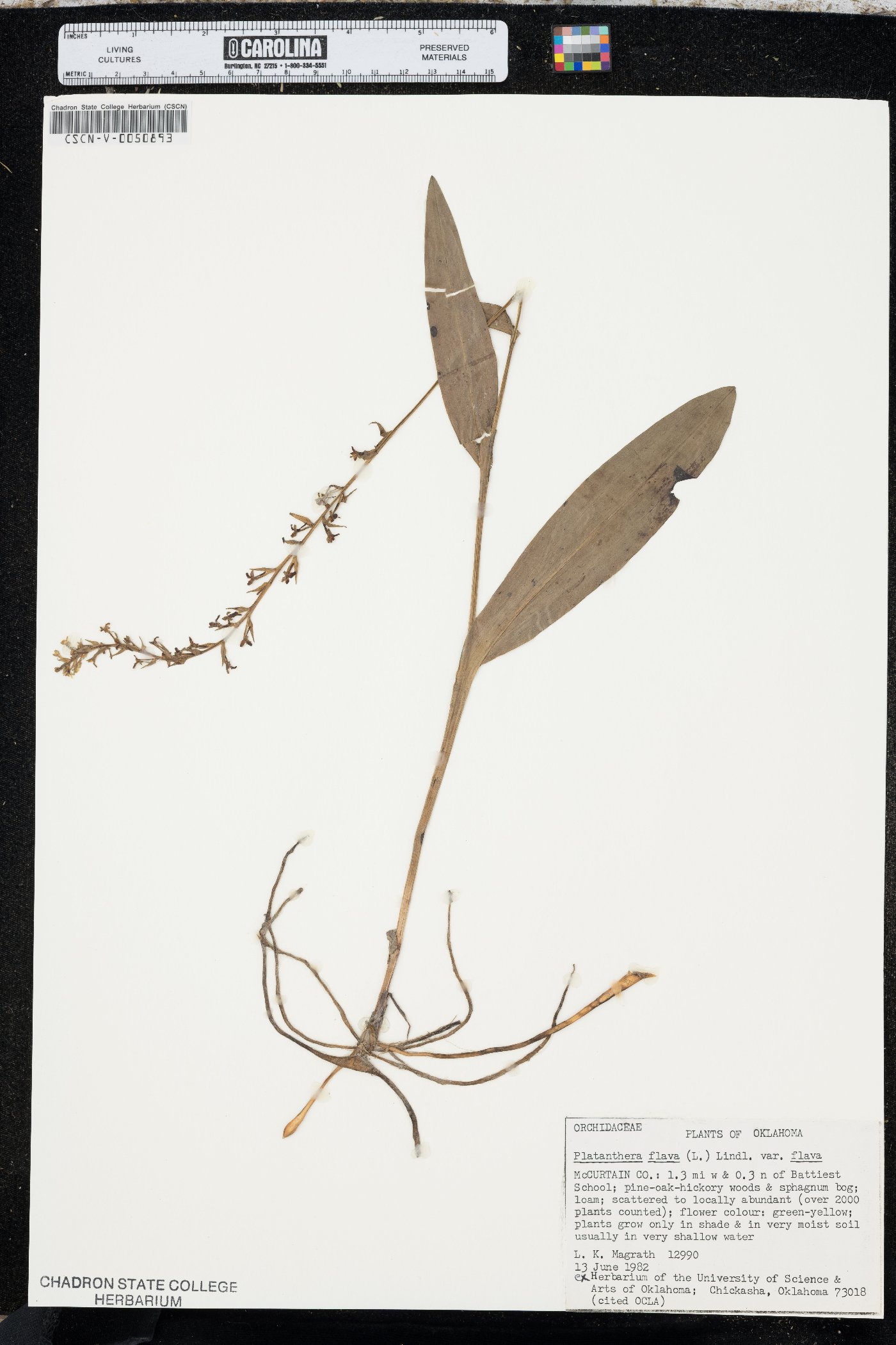 Platanthera flava var. flava image