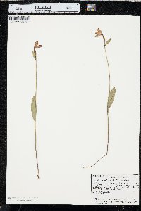 Pogonia ophioglossoides image