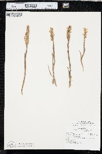 Spiranthes magnicamporum image