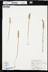 Spiranthes magnicamporum image