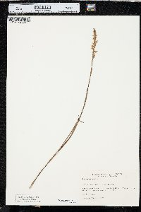 Spiranthes vernalis image