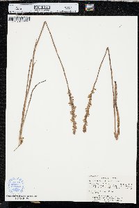 Spiranthes vernalis image