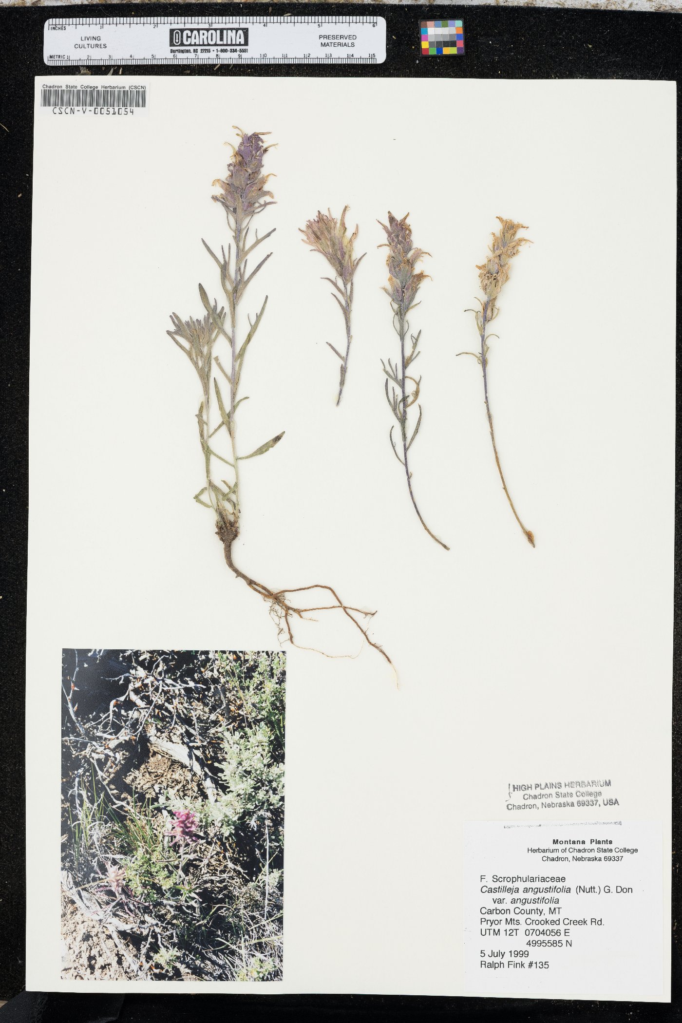 Castilleja angustifolia var. angustifolia image