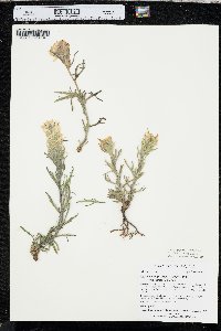 Castilleja angustifolia var. dubia image