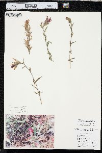 Castilleja applegatei image