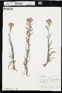 Castilleja indivisa image