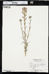 Castilleja indivisa image