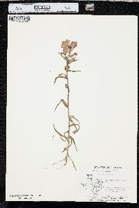 Castilleja indivisa image