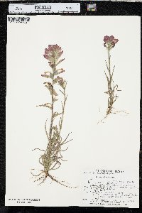 Castilleja indivisa image